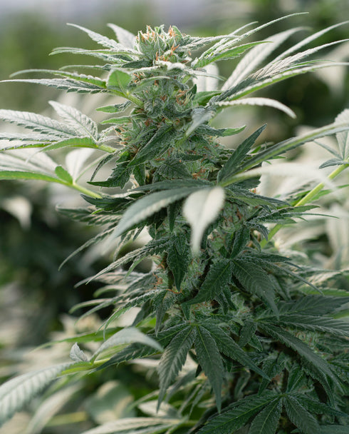 Emerald Triangle - Morning Star