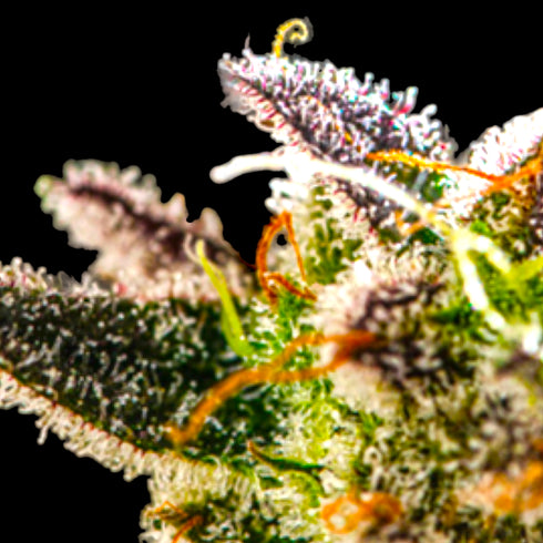 BSB Genetics - Cali Connection Cookie Glue XL