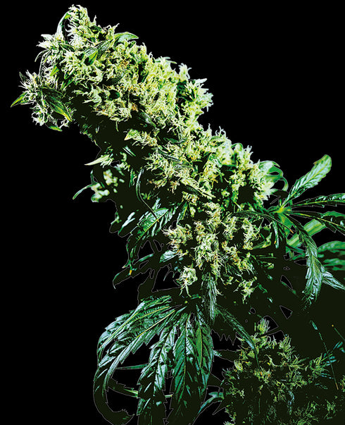 Sensi Seeds - Northern Lights #5 x Haze