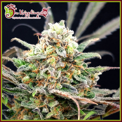 Dr Krippling Seeds - Separation Cake Auto