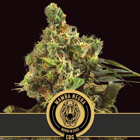 Blimburn Seeds - Mamba Negra CBG