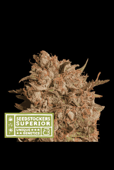 Seed Stockers Seeds - Superior Apollo Black Cherry Auto