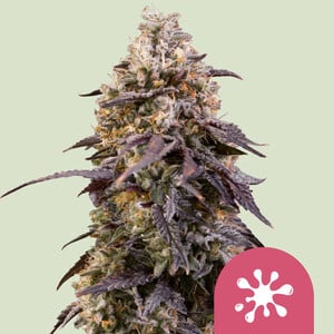 Royal Queen Seeds - Sticky Queen
