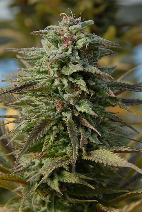 Bighead Seeds - Trippy Gorilla Auto