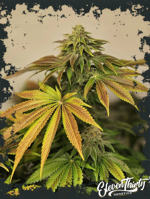 Eleven Thirty Genetics - Highlighterz
