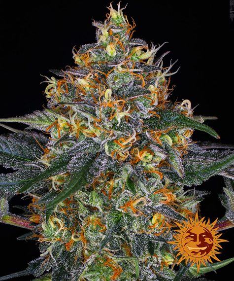 Barney's Farm Seeds - Moby Dick Auto