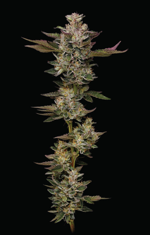 Humboldt Seed Company - Donutz