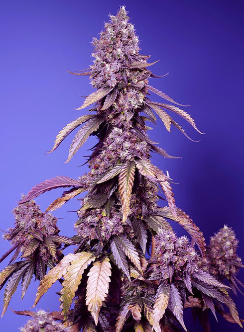 Sweet Seeds - Black Muffin F1 Fast Version