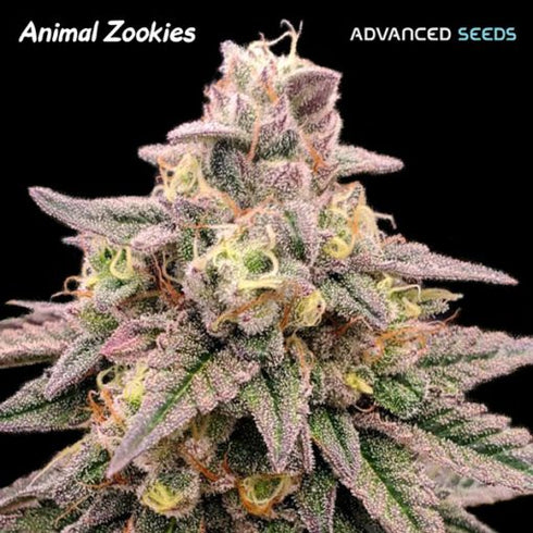 Advanced Seeds - Animal Zookies