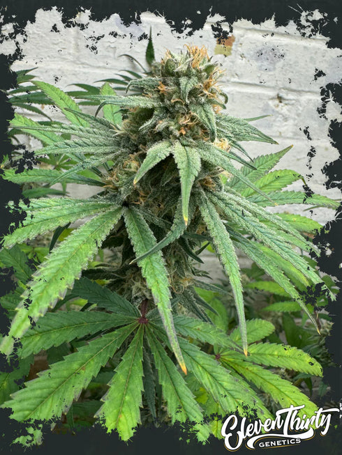 Eleven Thirty Genetics - Cheese Wizard Auto