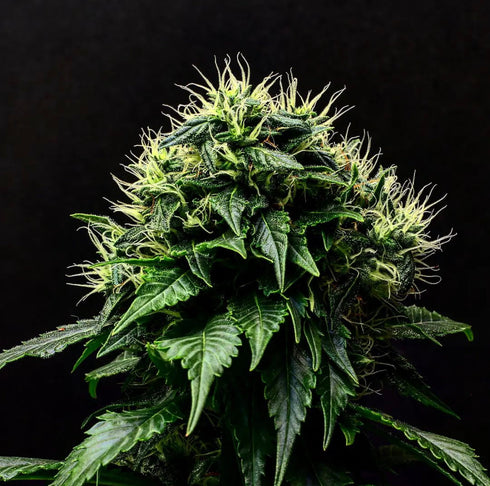 Propaganja Seeds - Masamune OG Auto