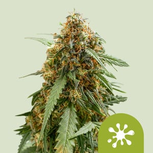 Royal Queen Seeds - Sticky Queen Auto