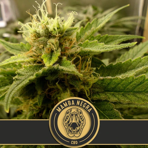 Blimburn Seeds - Mamba Negra CBD