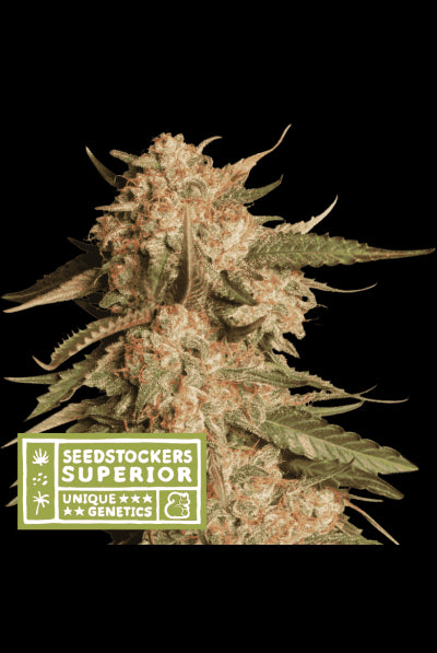 Seed Stockers Seeds - Superior Blue Moby Auto