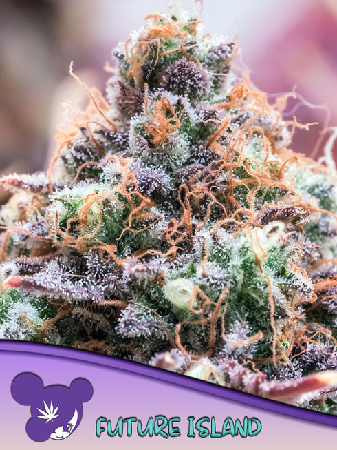 Anesia Seeds - Future Island