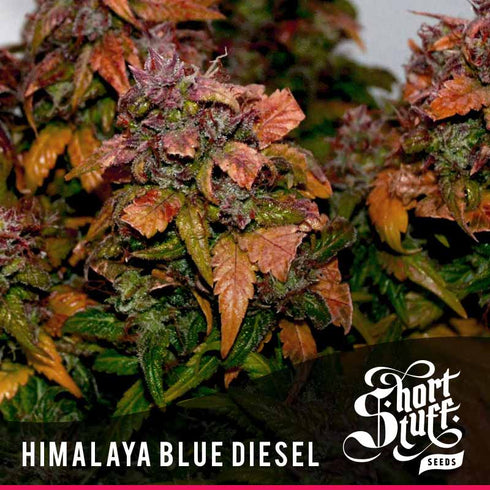 Short Stuff - Himalayan Blue Diesel