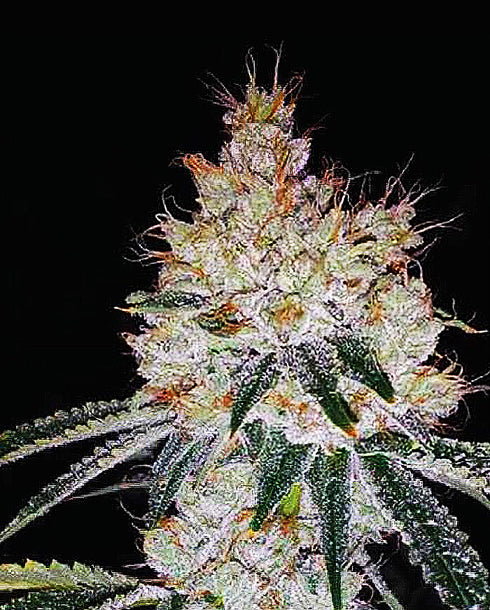 Expert Seeds - OGesus Auto