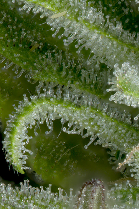 Bighead Seeds - Auto Gelato