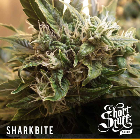 Short Stuff - Sharkbite