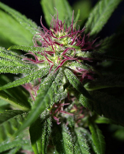 Propaganja Seeds - Gobsmacked Mandarine