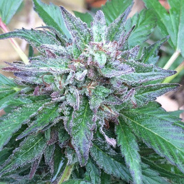 Ace Seeds - LIMITED EDITION Early Bubba