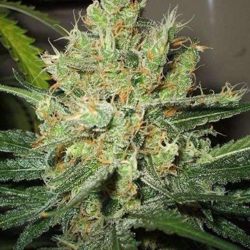 Nirvana Seeds - Pure Power Plant (PPP)