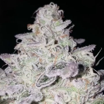 Black Farm Genetix - Acai & Bananas