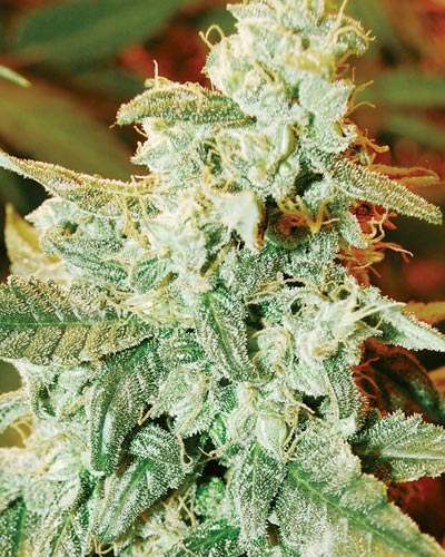 Medicann Seeds - Kush Fromage Auto