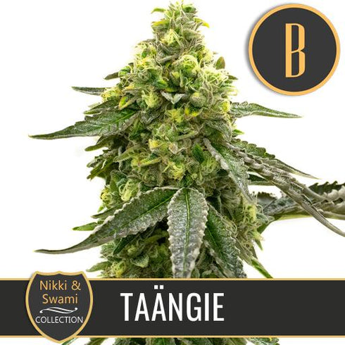 Blimburn Seeds - Nikki & Swami's Taangie
