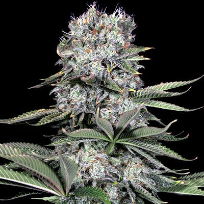 G13 Labs - Runtz 13