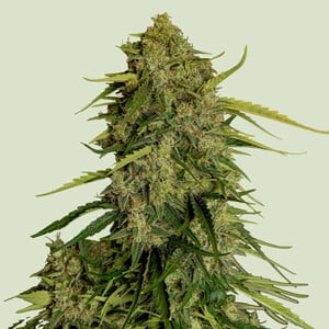 Royal Queen Seeds - Atlas F1
