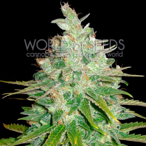 World Of Seeds - Afghan Kush x Black Domina