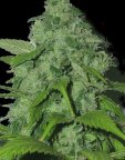 Sagarmatha Seeds - Peak 19