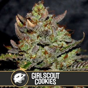 Blimburn Seeds - Girl Scout Cookies