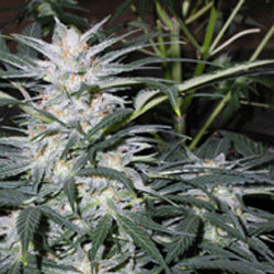 Sagarmatha Seeds - Star Ryder Auto