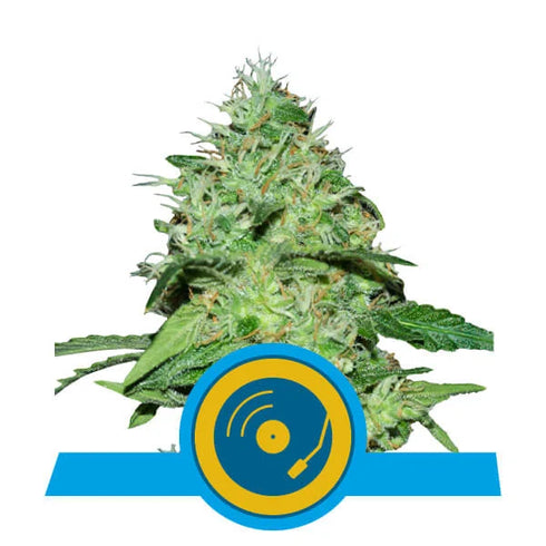 Royal Queen Seeds - Joanne's CBD