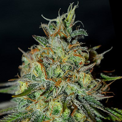 G13 Labs - Picante
