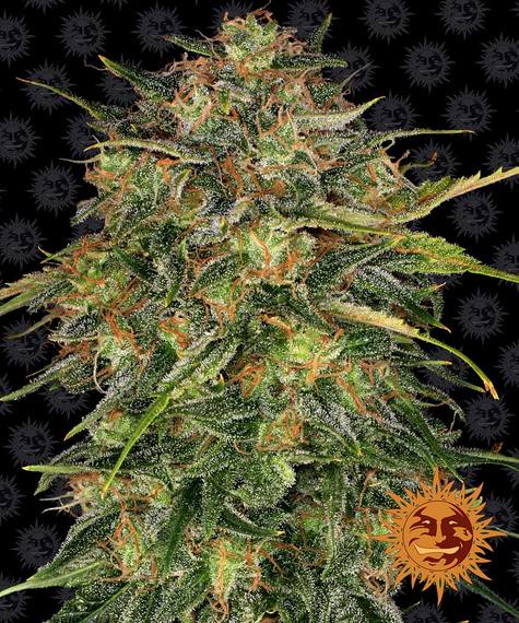 Barney's Farm Seeds - Cheese
