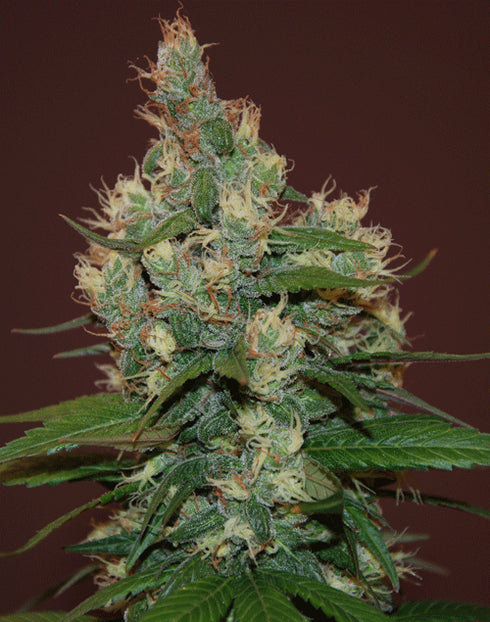 Cream Of The Crop - Sour Turbo Diesel