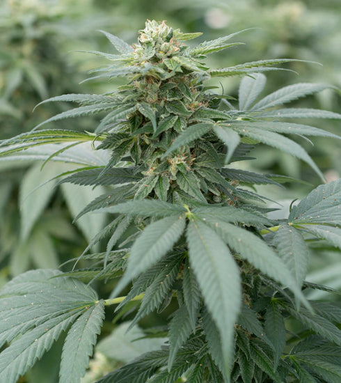 Emerald Triangle - Gorilla Glue #4