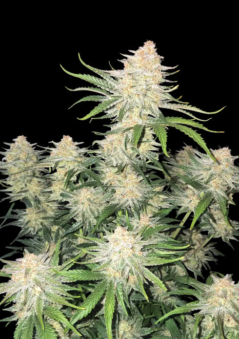 Fastbuds Seeds - Frostbanger Auto