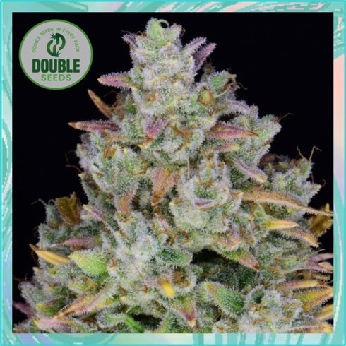 Double Seeds - Gelato Auto