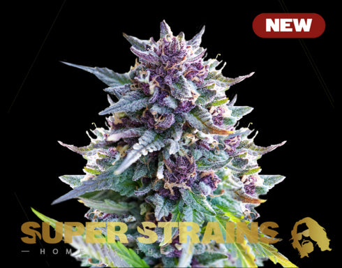 Super Strains - Purple Punch