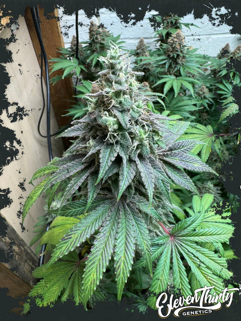 Eleven Thirty Genetics - Double Scoop Auto