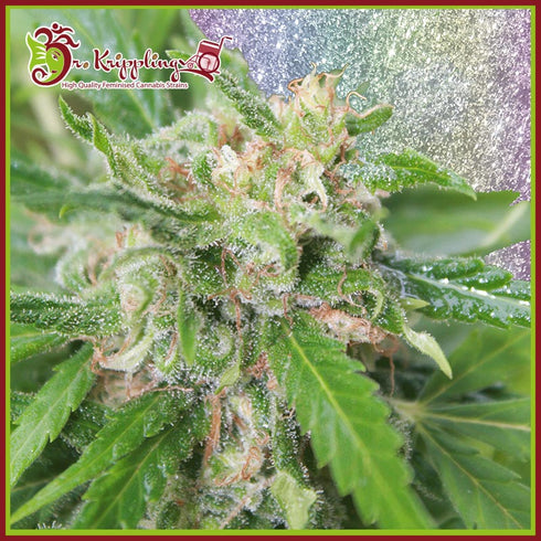 Dr Krippling Seeds - Kripplicious