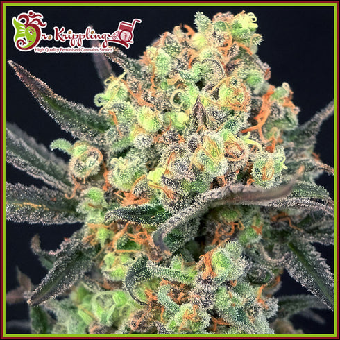 Dr Krippling Seeds - Candy Mintz