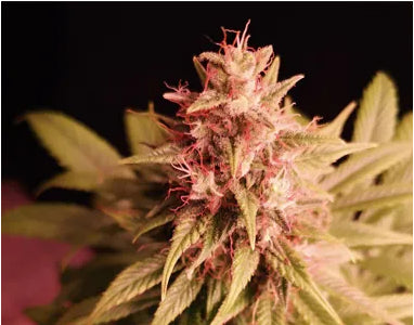 Propaganja Seeds - Pineapple Magnum