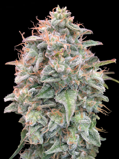 Advanced Seeds - Auto Banana Cookies
