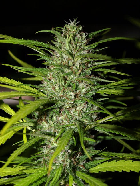 Next Generation - Auto Grapefruit Haze