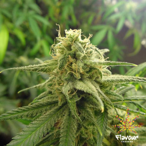 Flavour Chasers Seeds - Banana OG